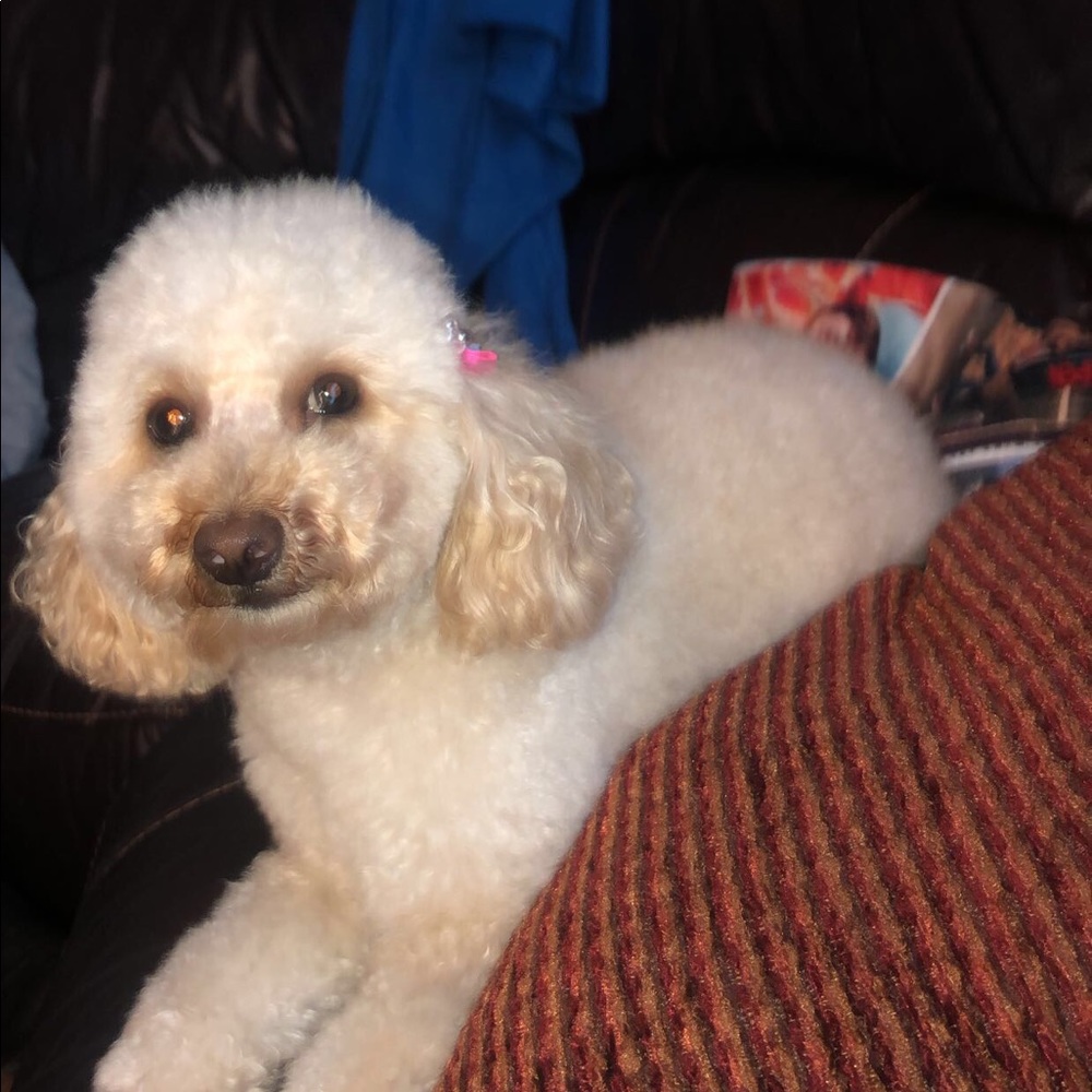 Meet your Posher, Cat